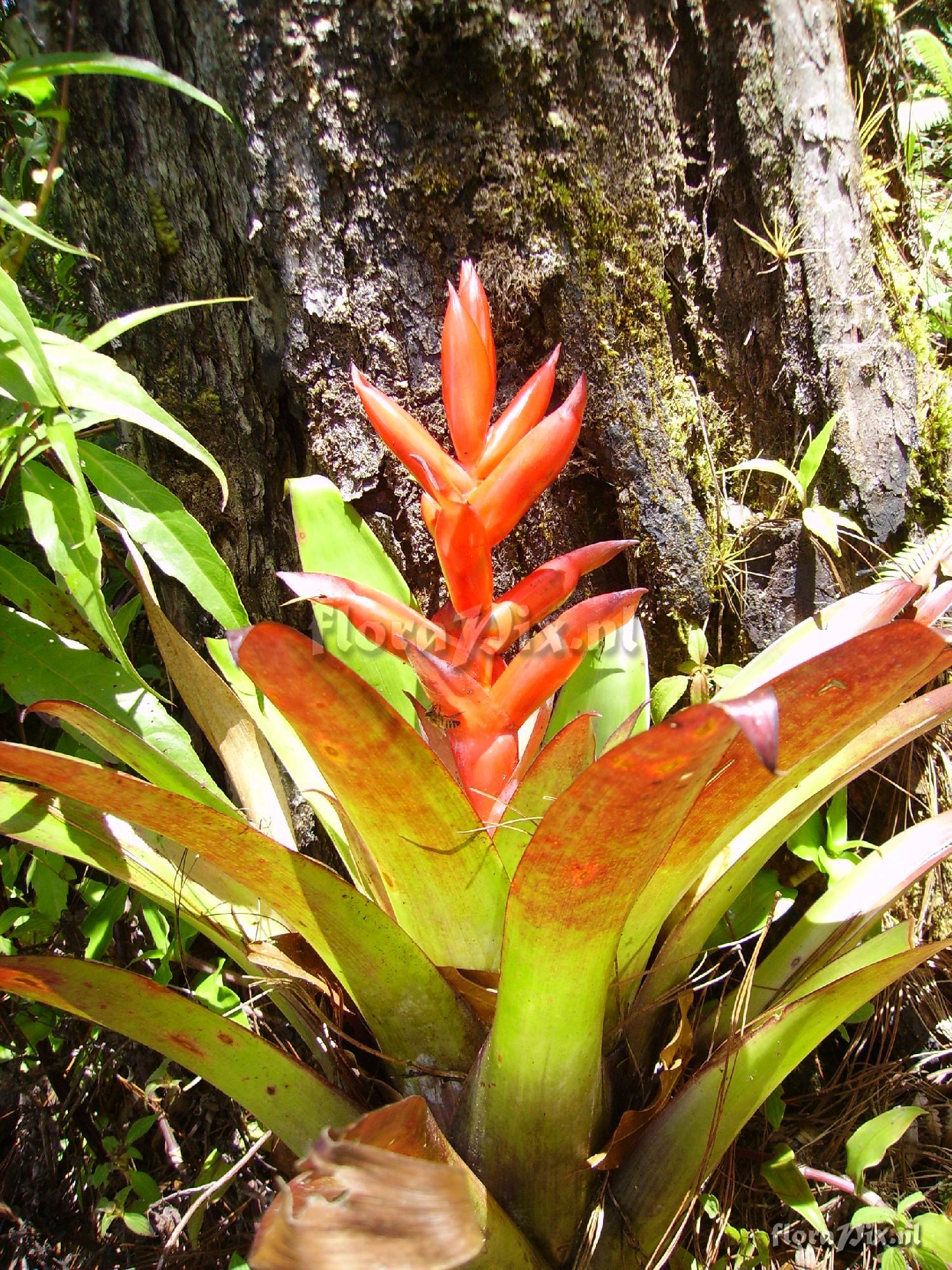 Tillandsia yunckeri