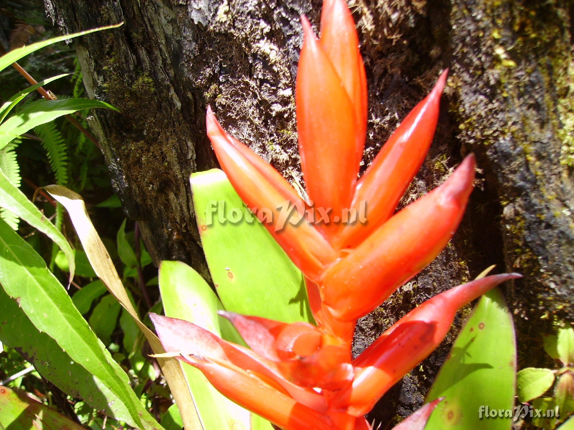 Tillandsia yunckeri