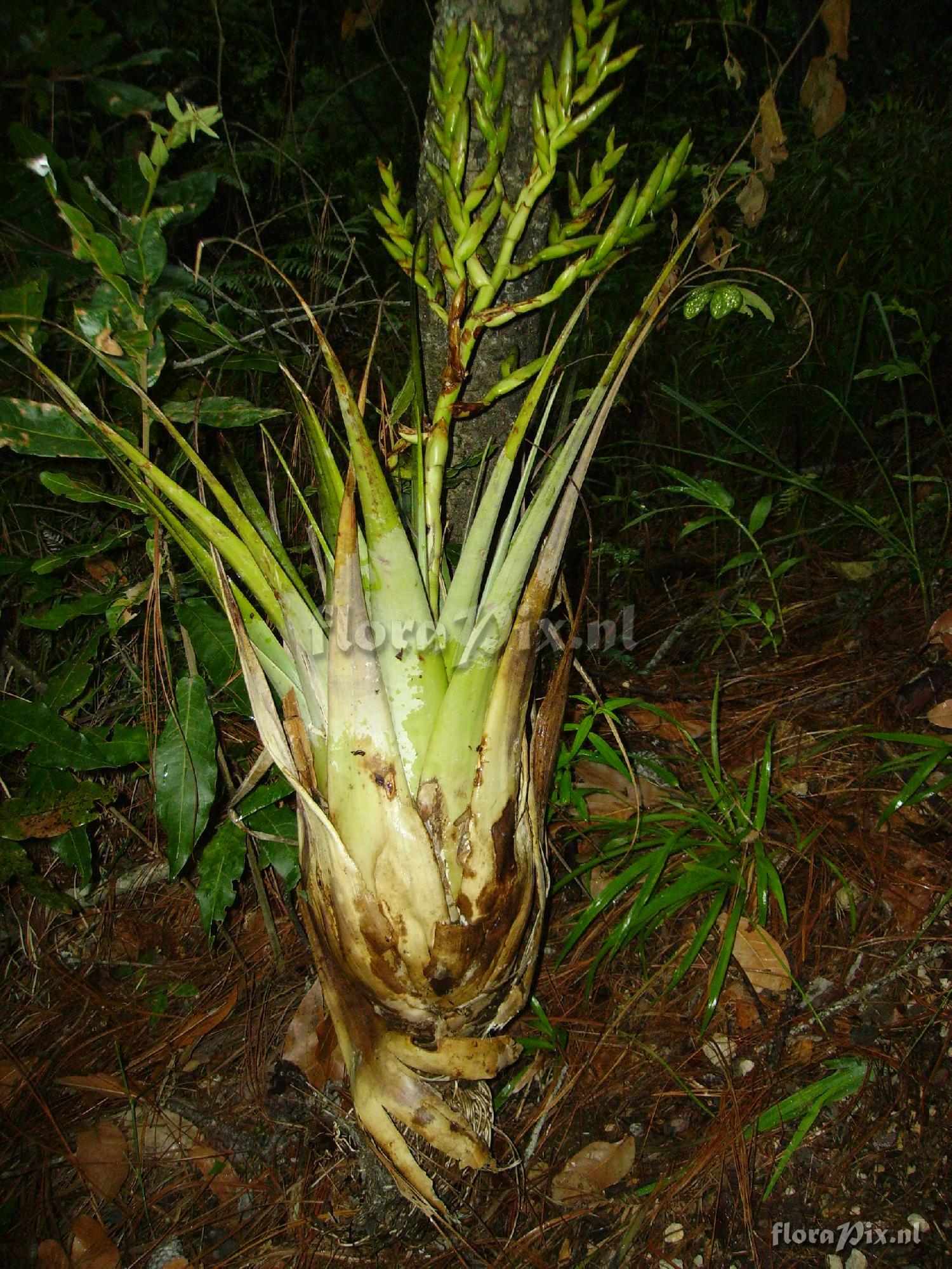 Tillandsia comitanensis