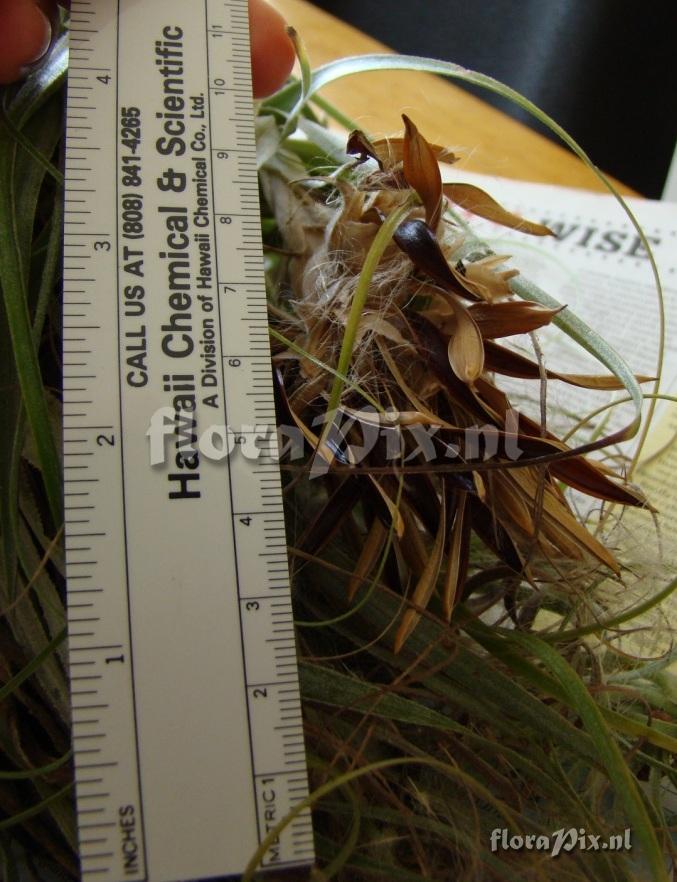 Tillandsia gardneri