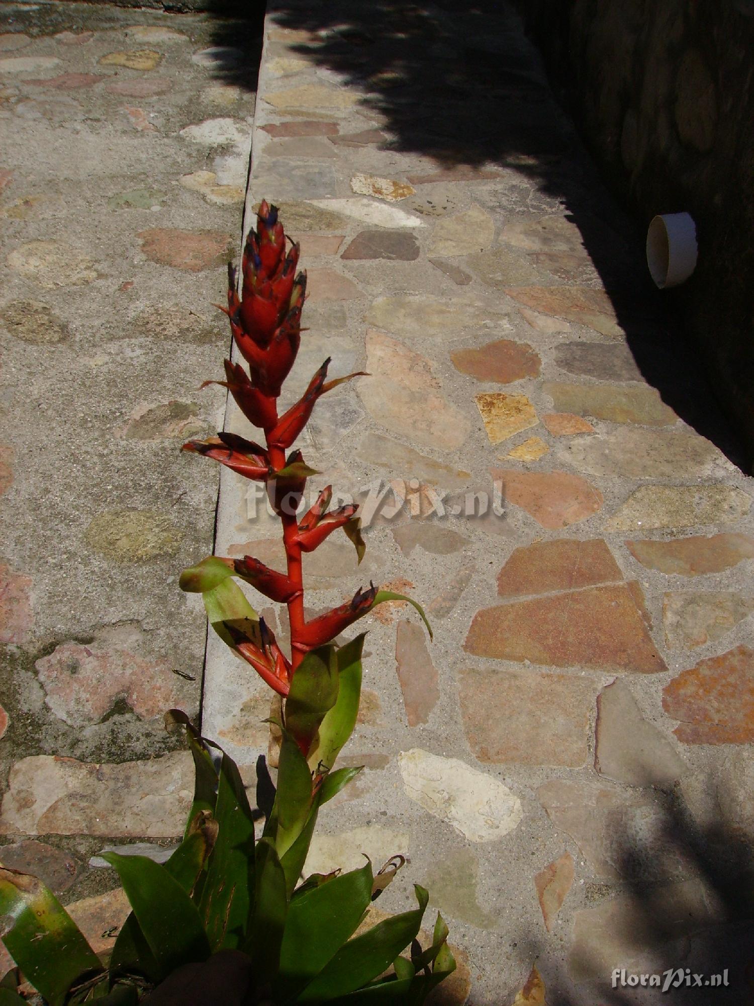 Tillandsia guatemalensis