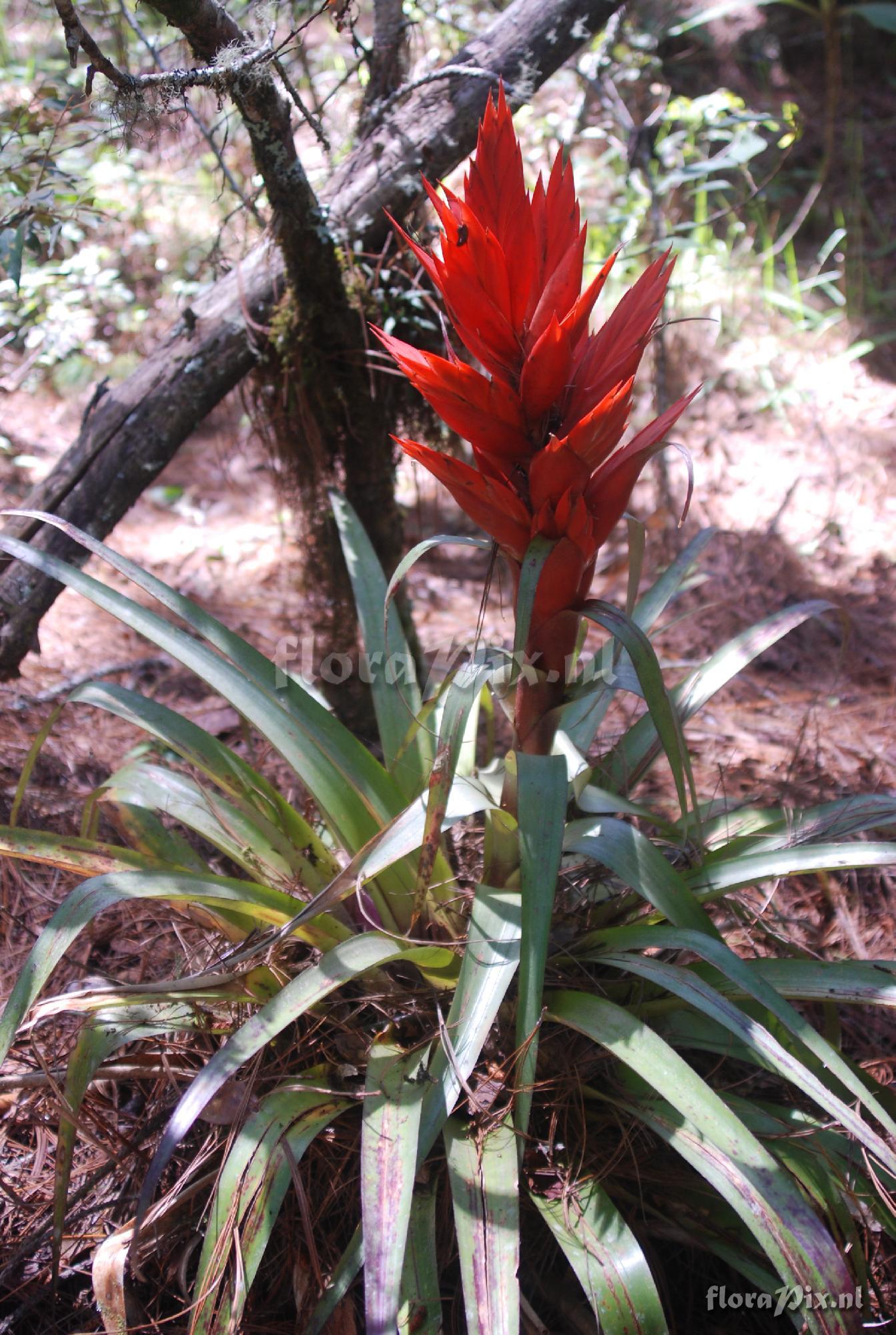 Tillandsia ponderosa