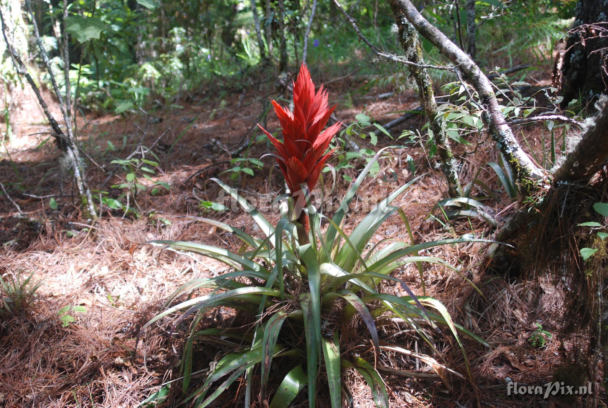 Tillandsia ponderosa