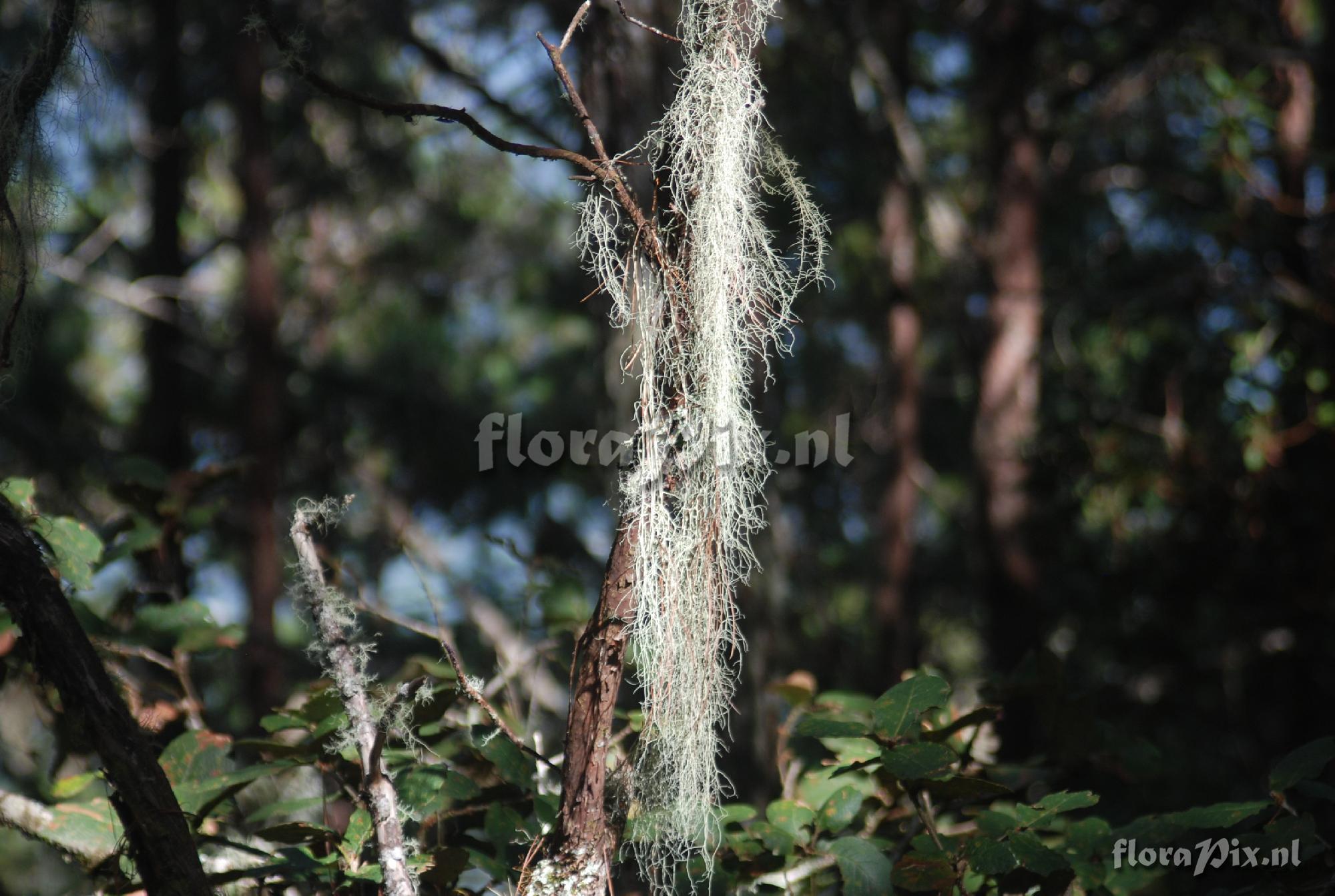 Tillandsia usneoides