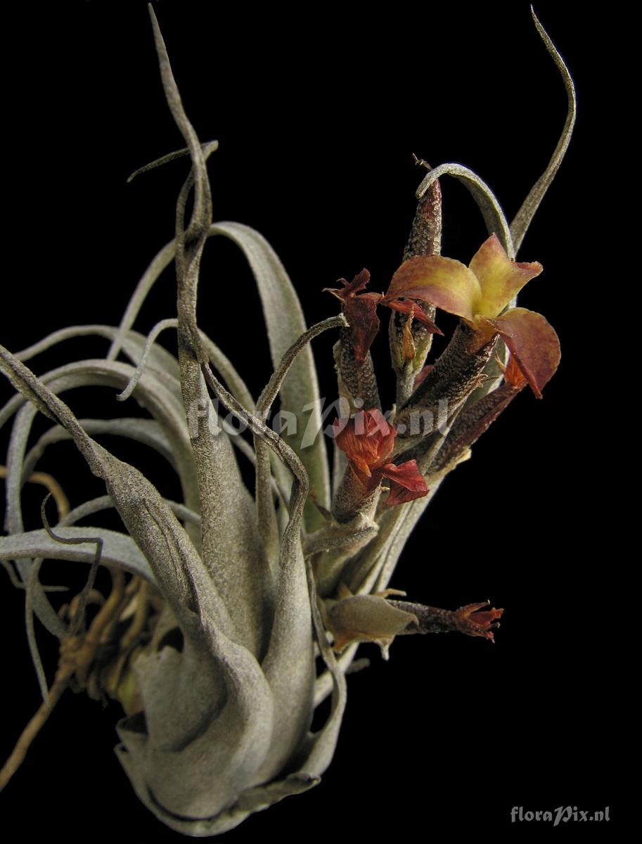 Tillandsia humilis