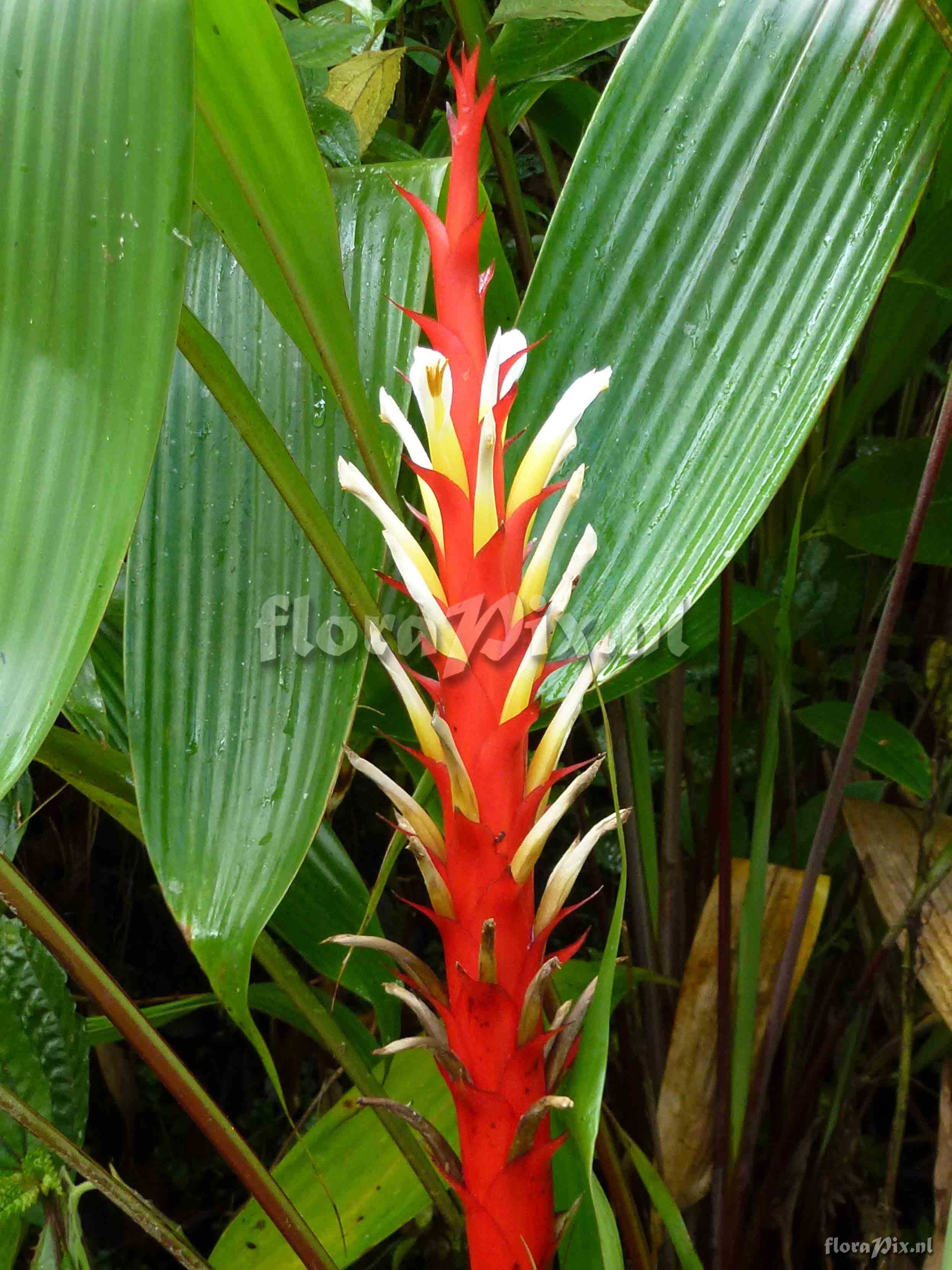 Pitcairnia sp?