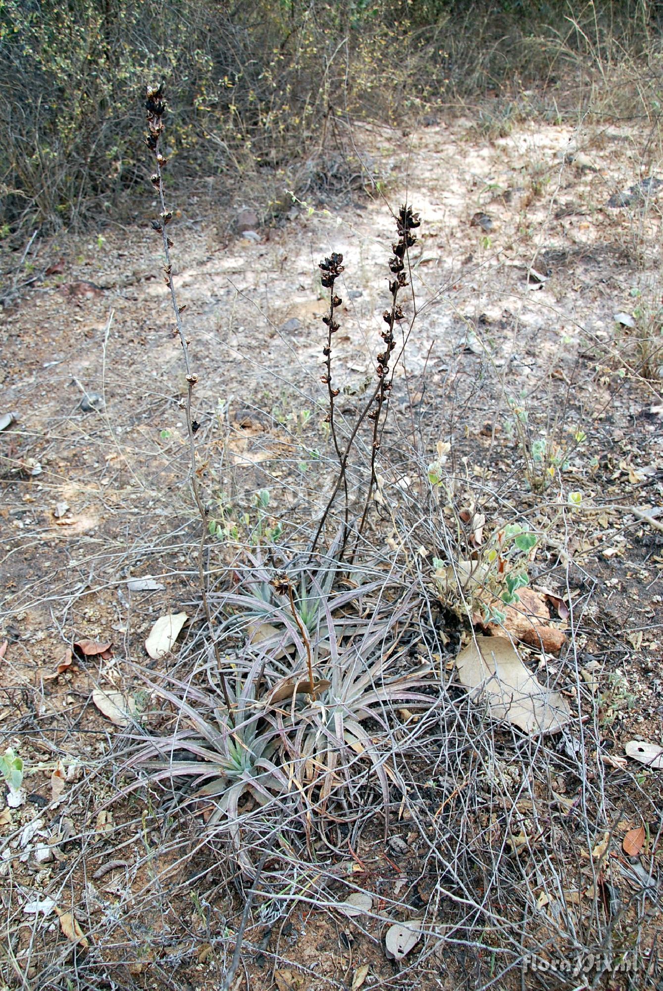 Dyckia granmogulensis Rauh