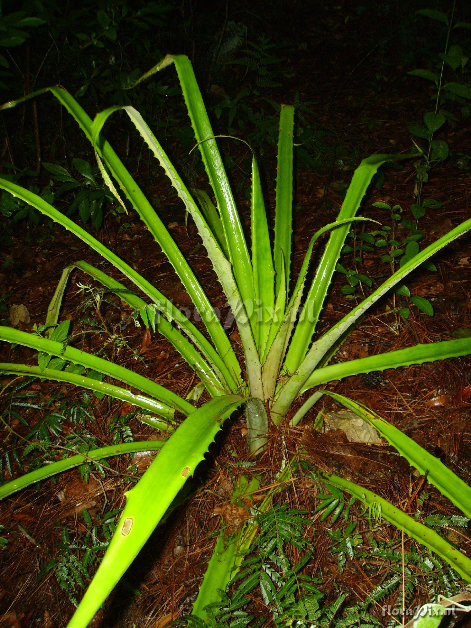 Bromelia sp.