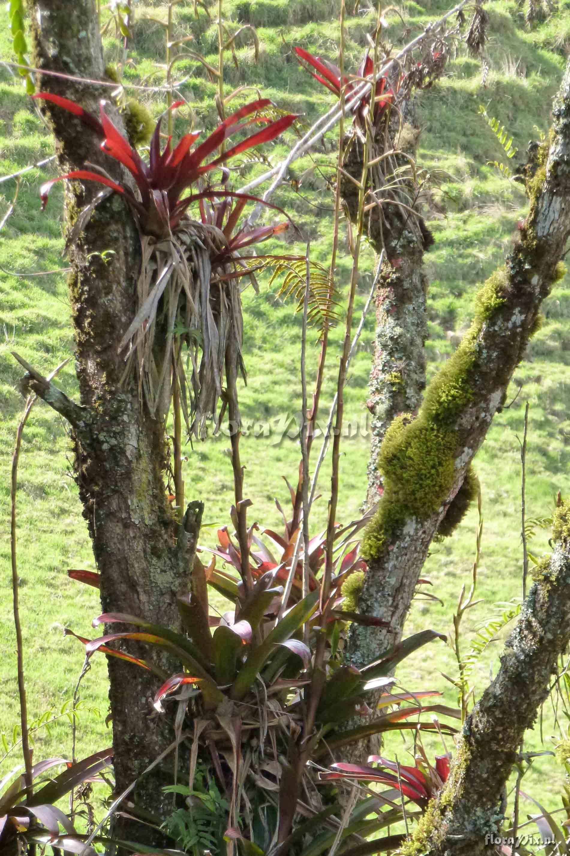 Tillandsia somnians