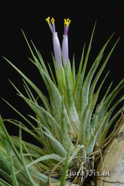 Tillandsia ionantha var scaposa