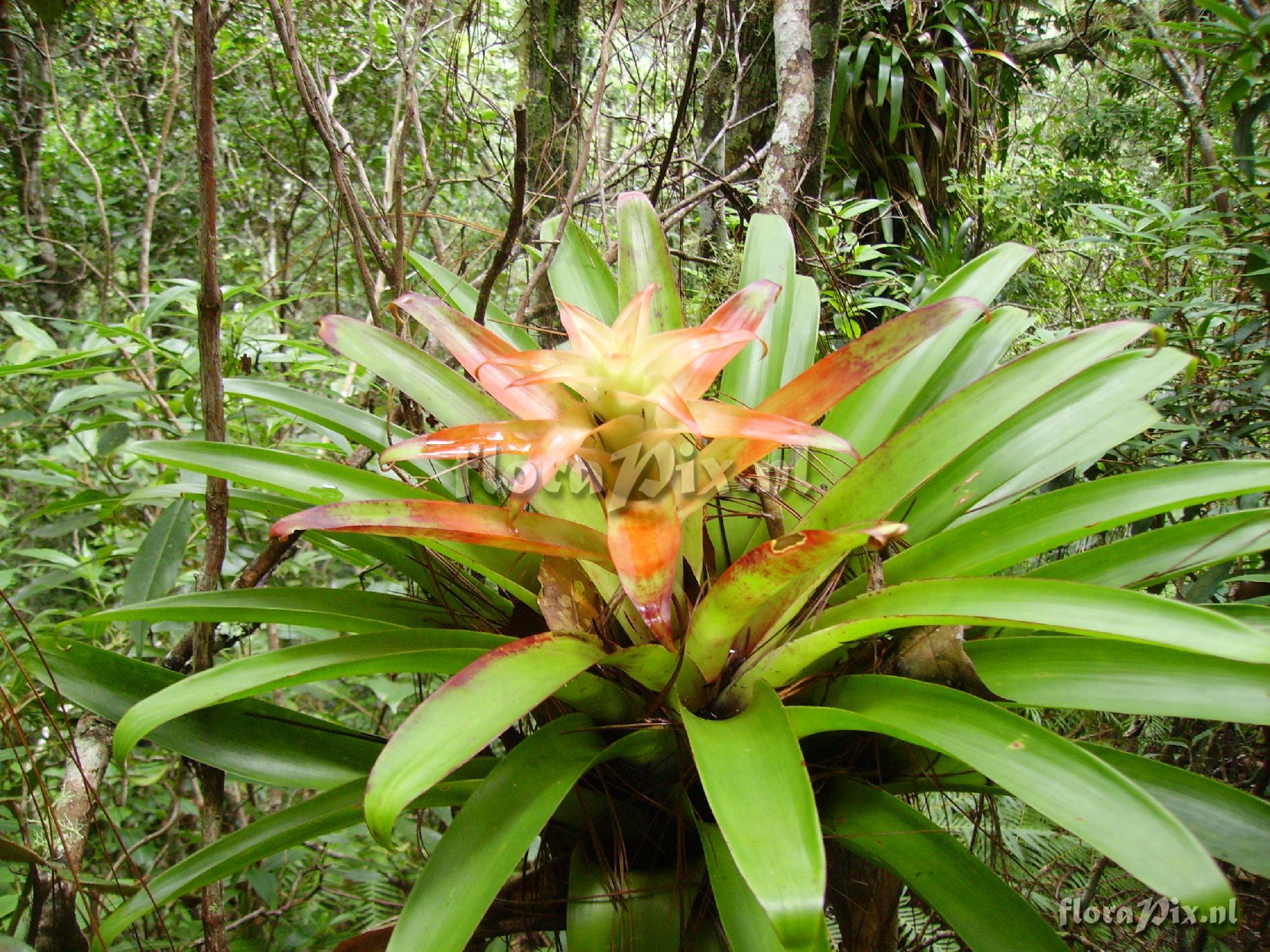 Tillandsia candelifera