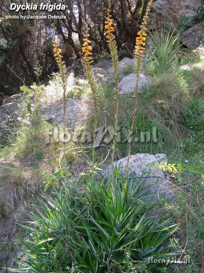 Dyckia frigida