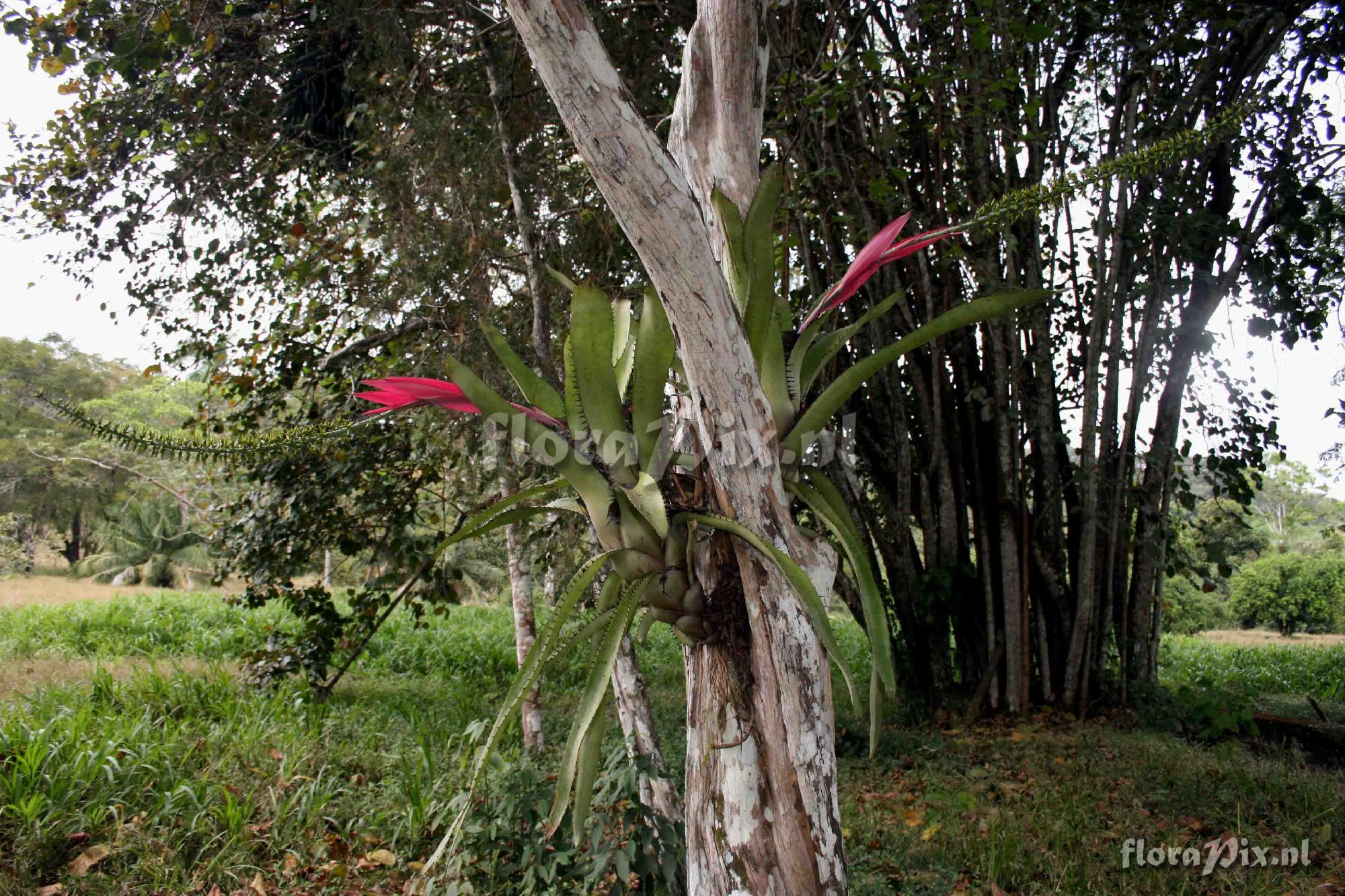 Aechmea setigera