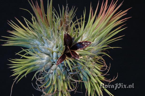 Tillandsia ionantha var. stricta