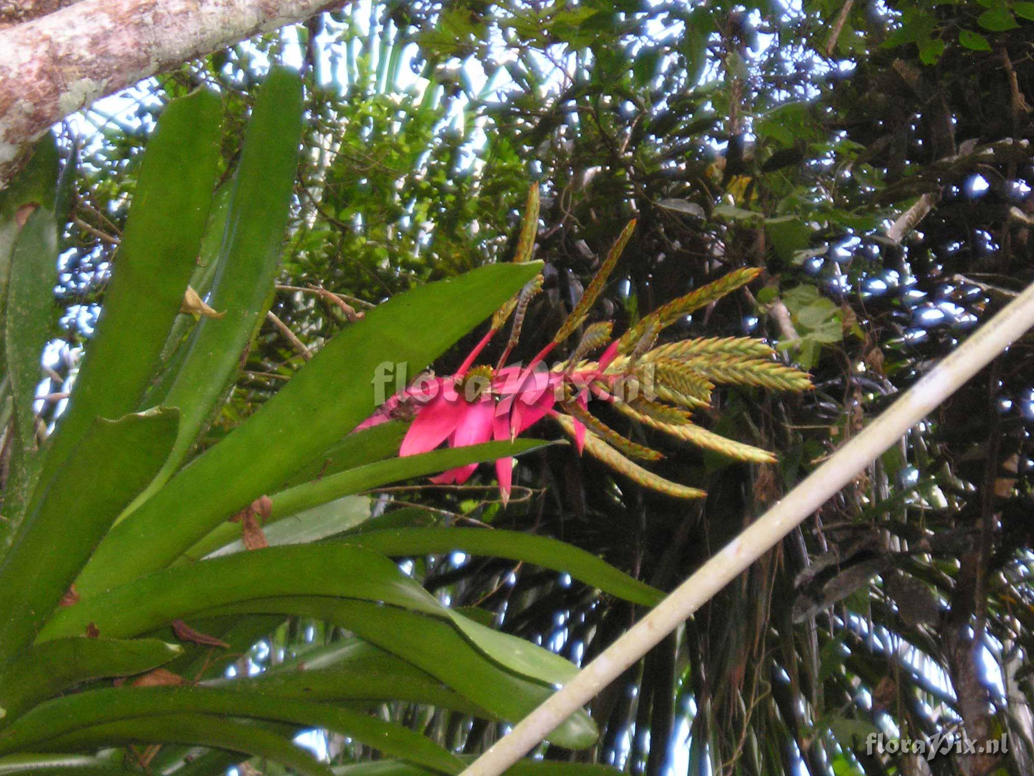 Aechmea moorei