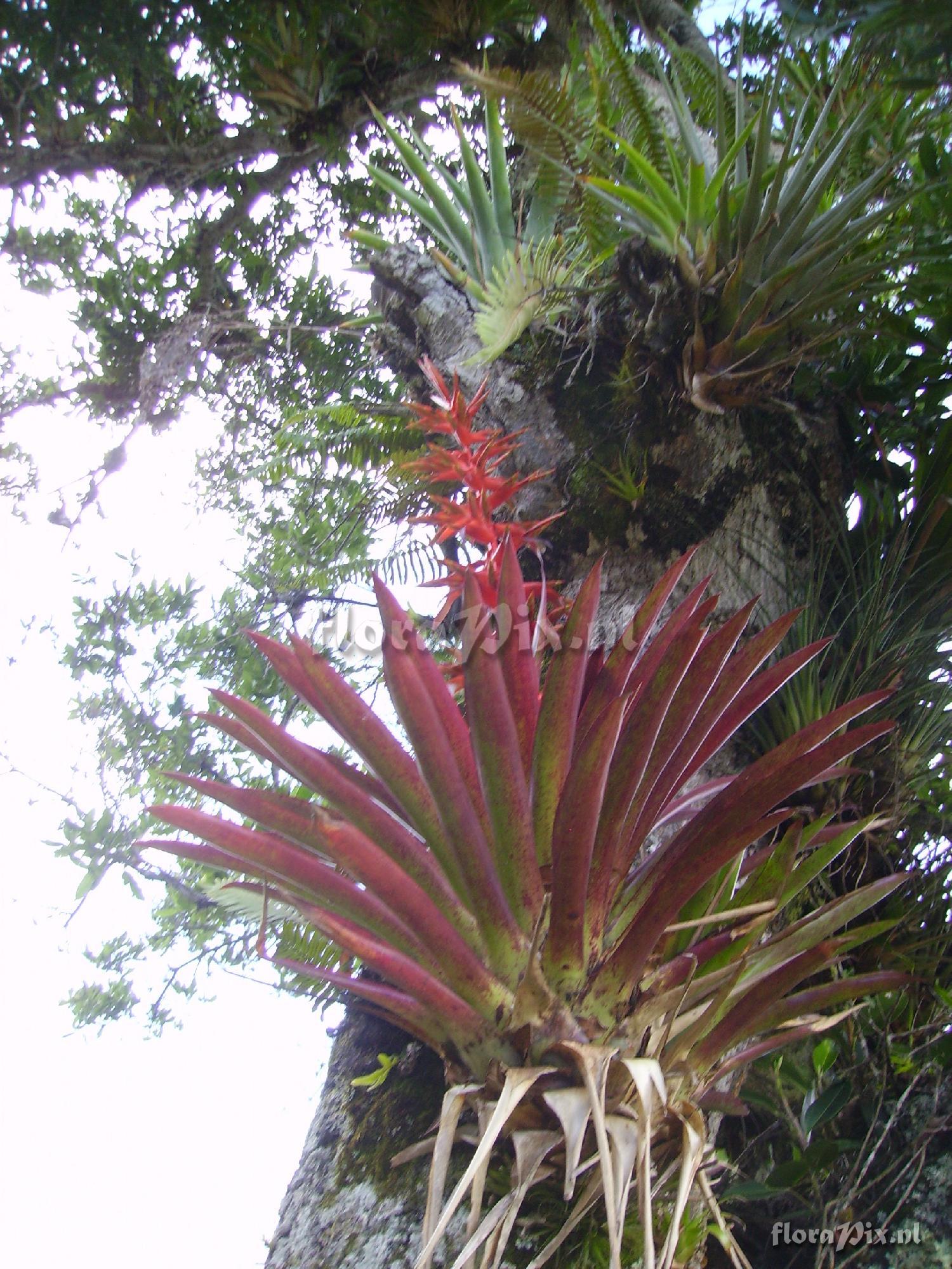 Tillandsia guatemalensis