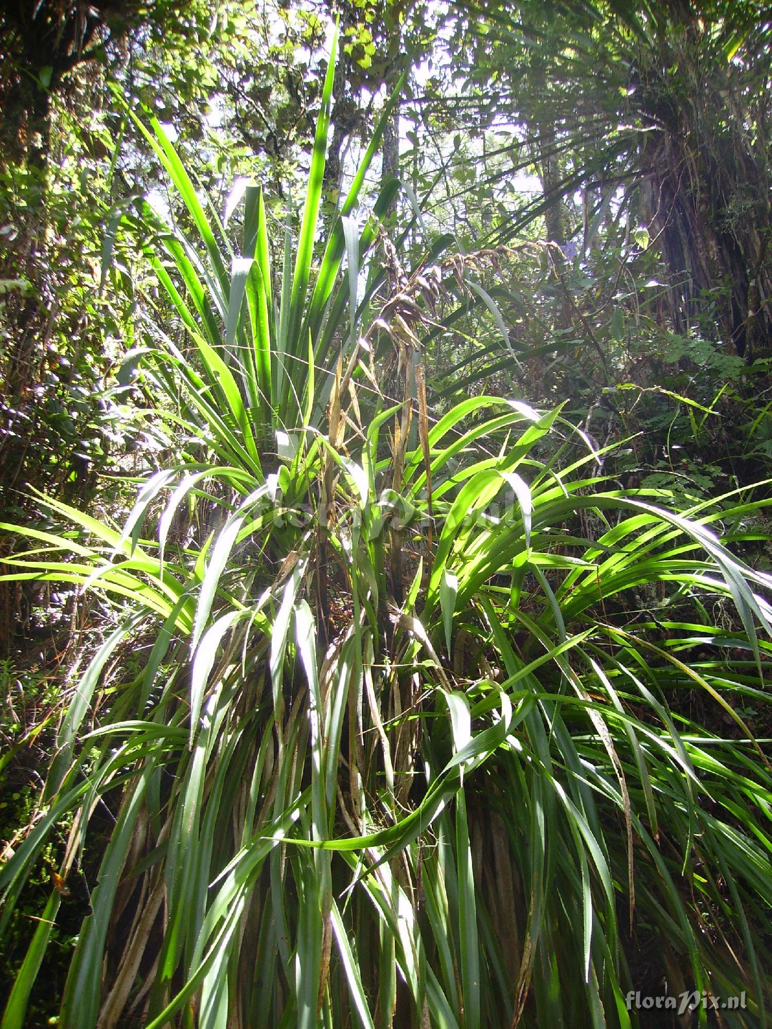 Pitcairnia spec.