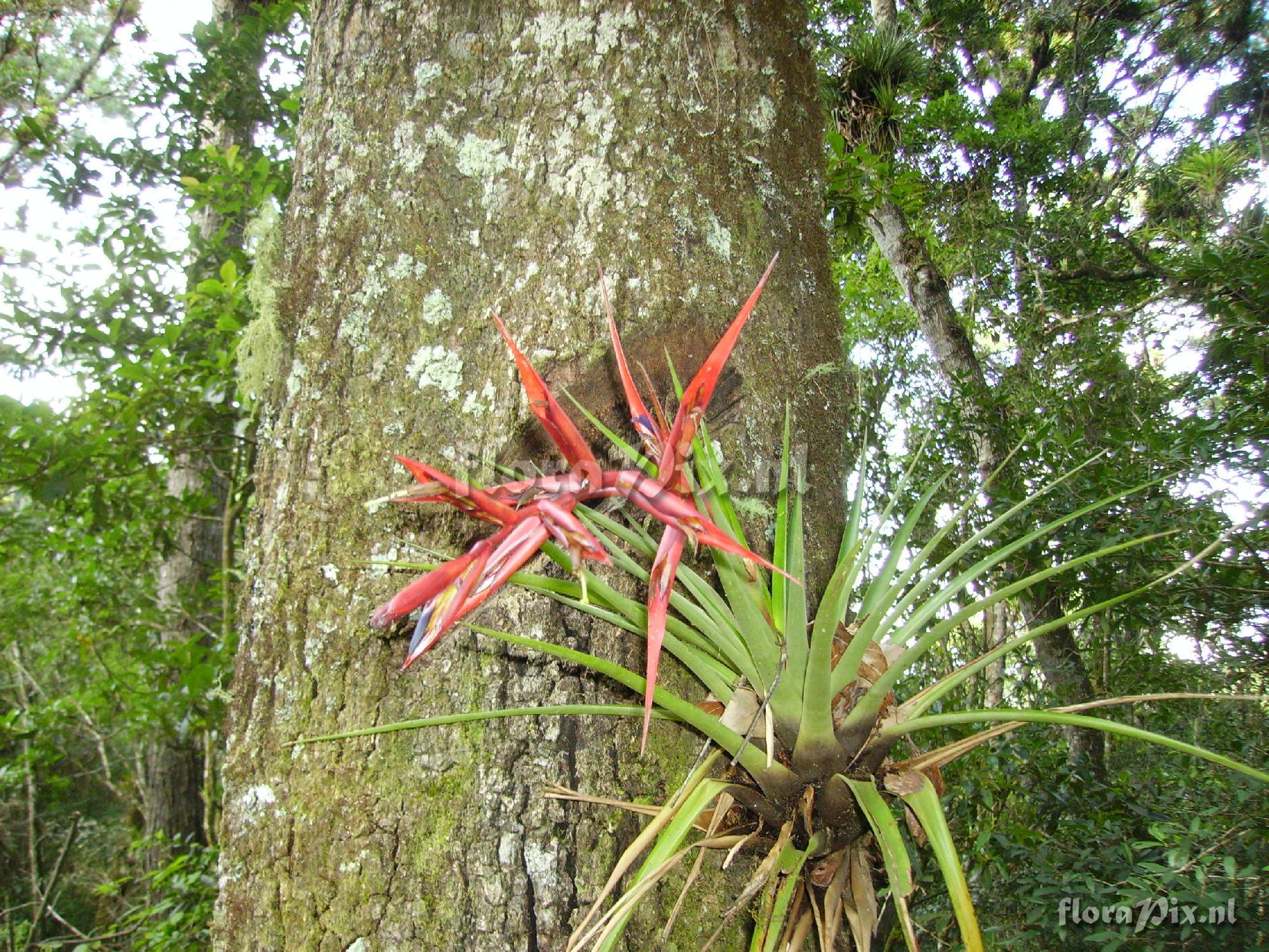 Tillandsia orogenes