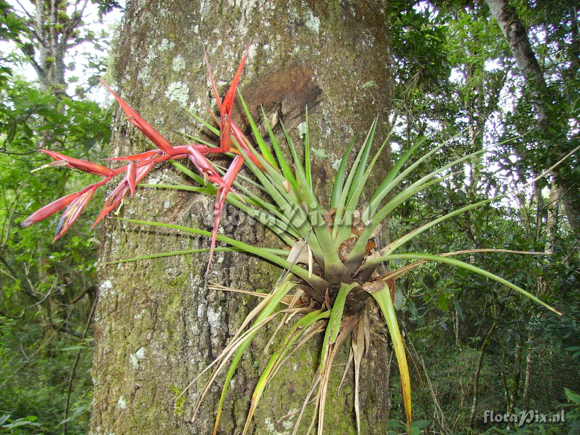 Tillandsia orogenes