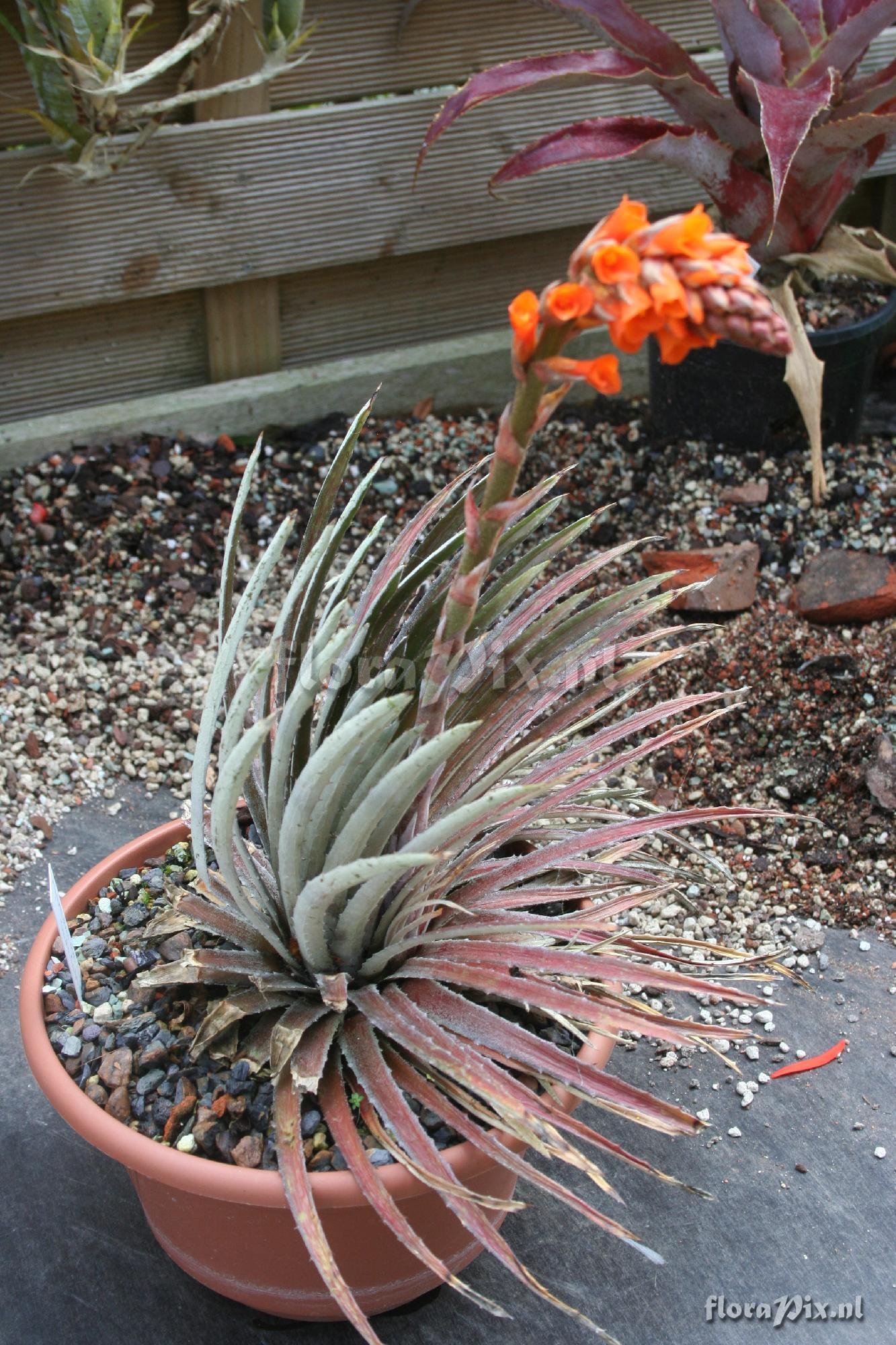 Dyckia reitzii