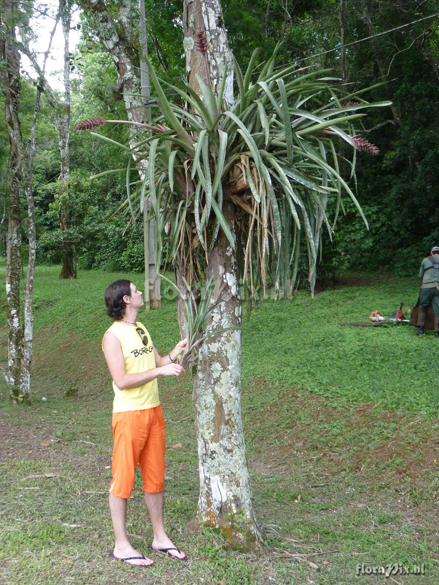 Aechmea distichantha var. schlumbergeri