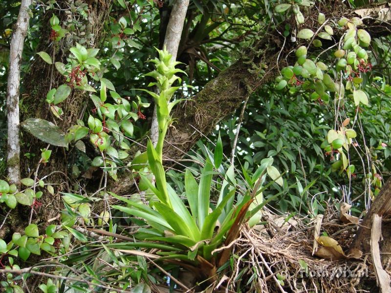 Werauhia sp