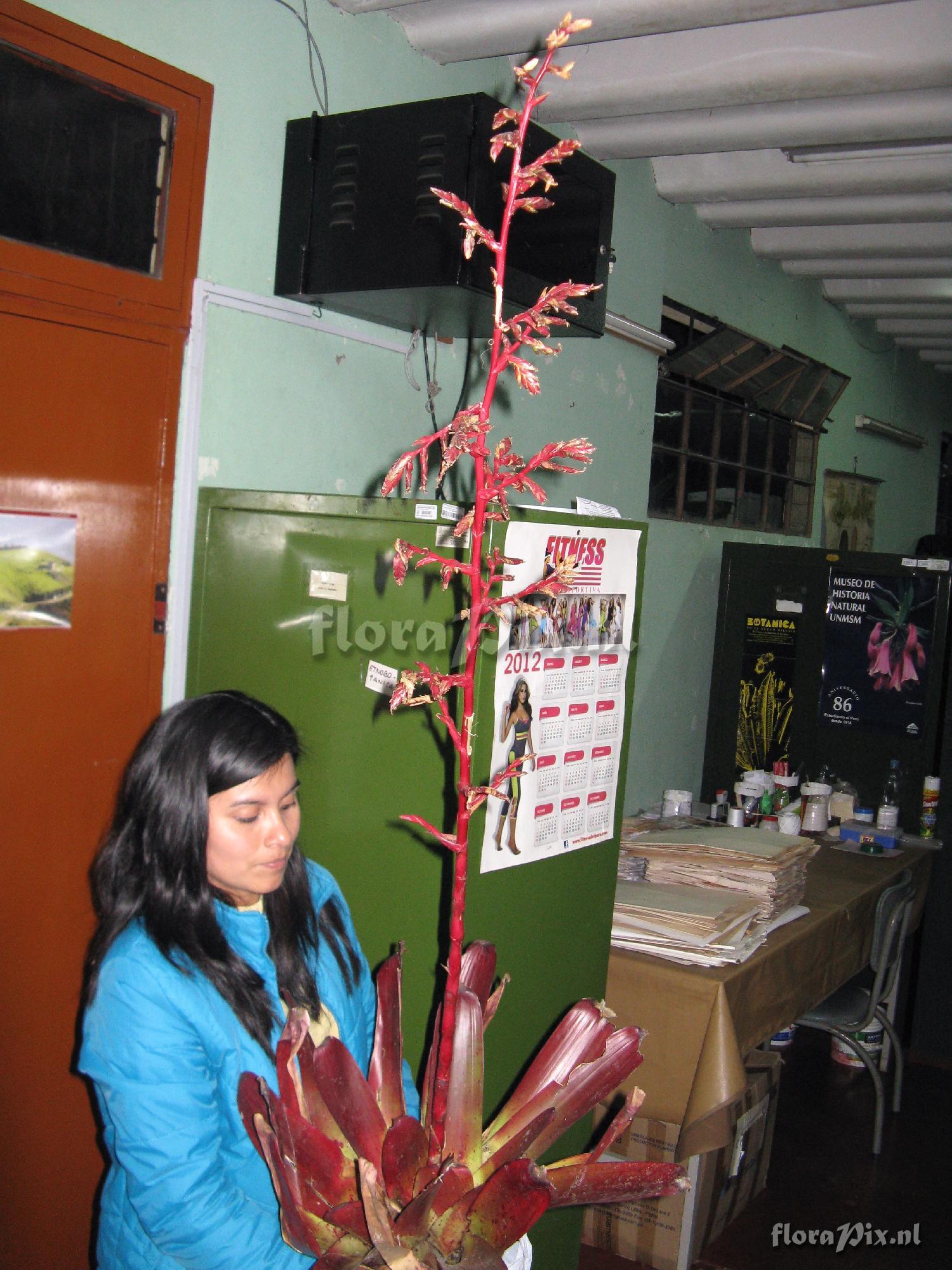 Tillandsia sp.