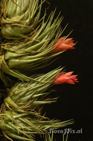 Tillandsia kautskyi