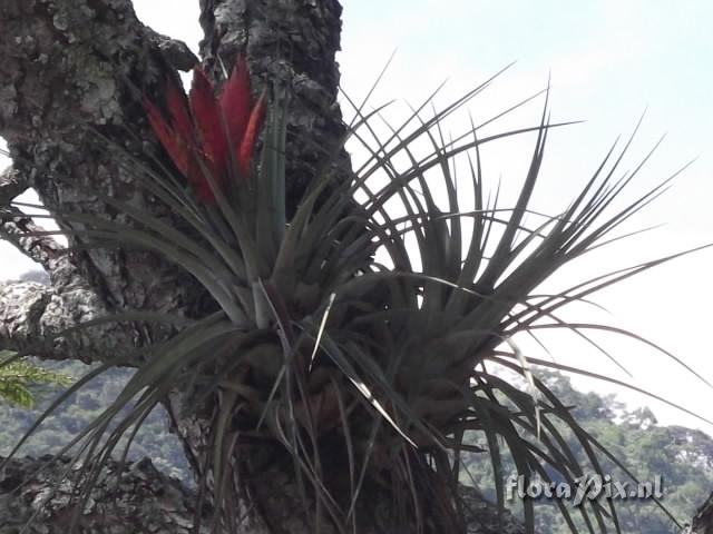 Tillandsia jalisco-monticola 