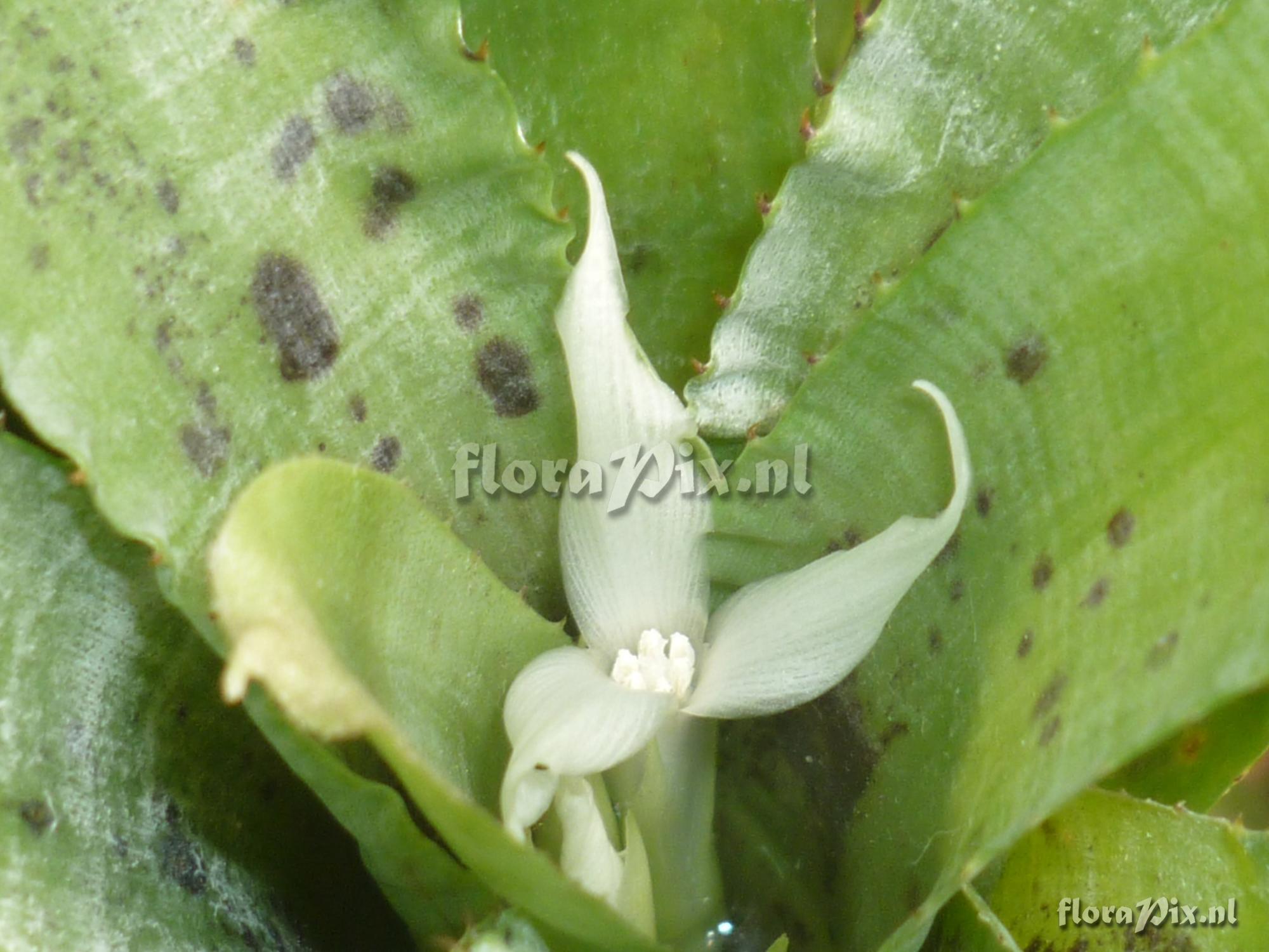 Neoregelia pauciflora