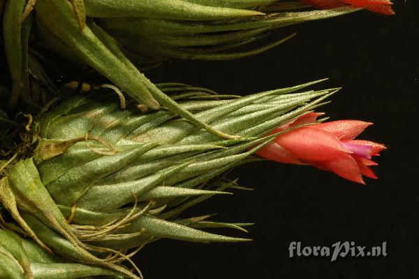 Tillandsia kautskyi