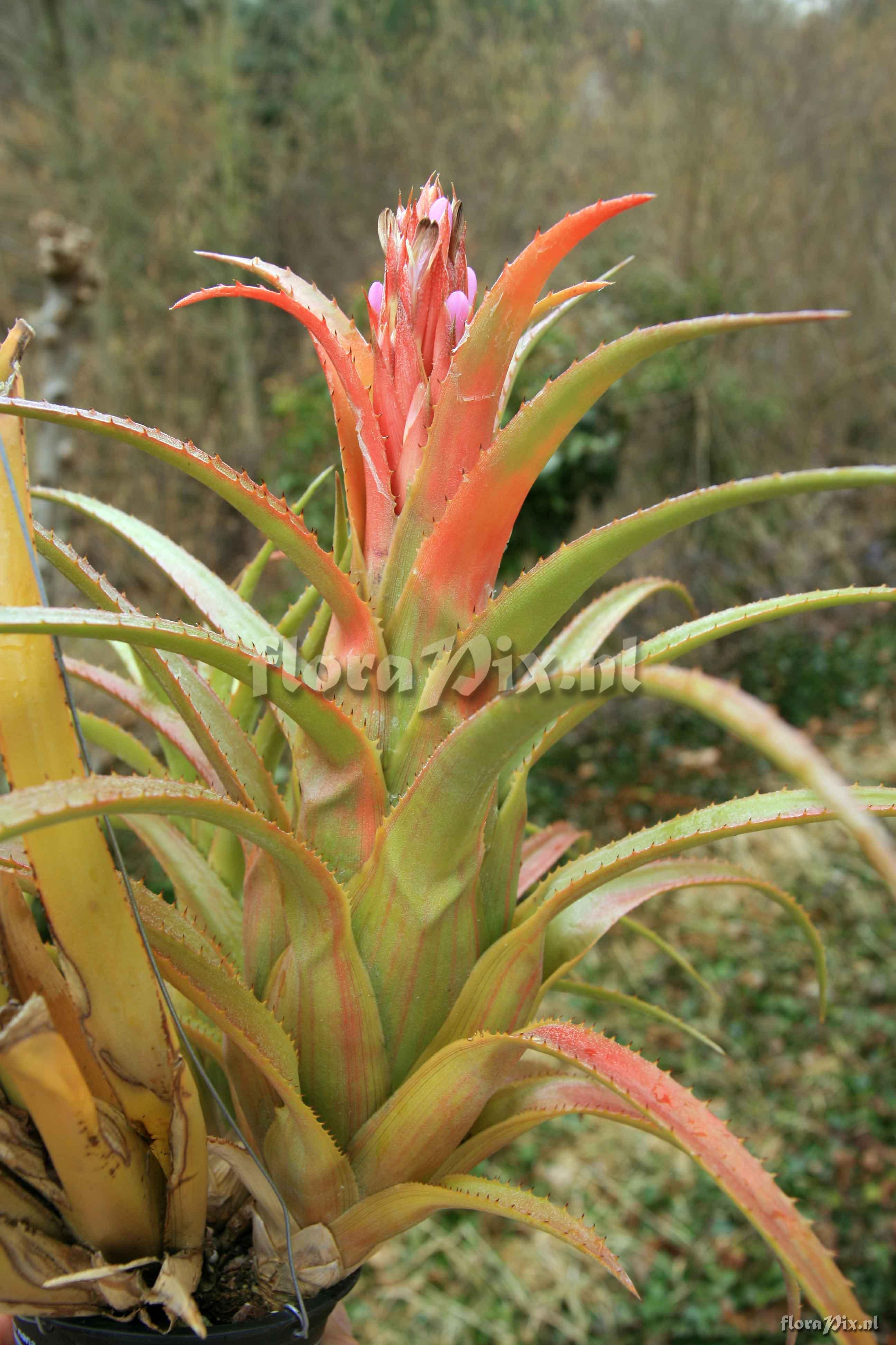 Aechmea recurvata 