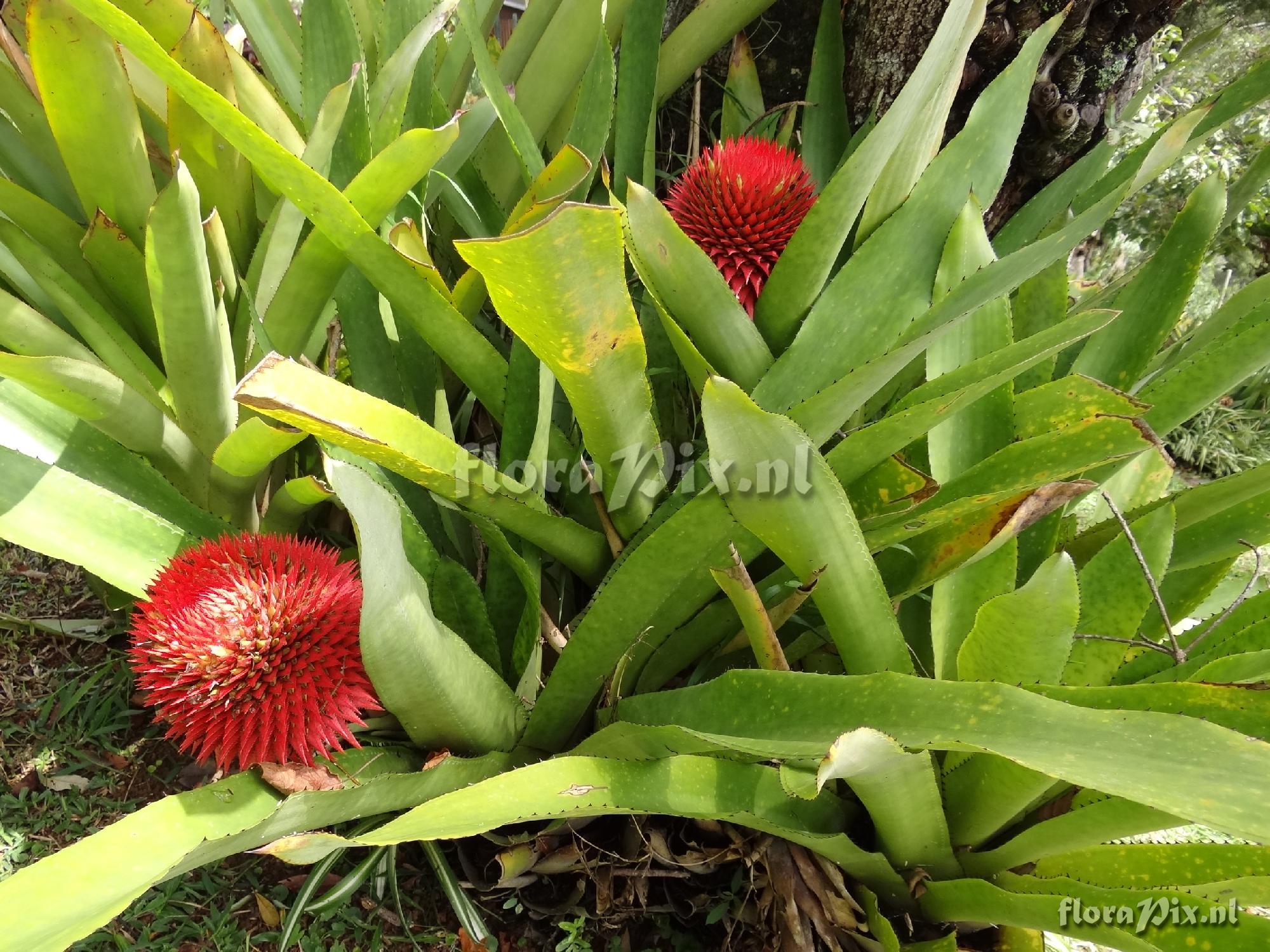 Aechmea depressa