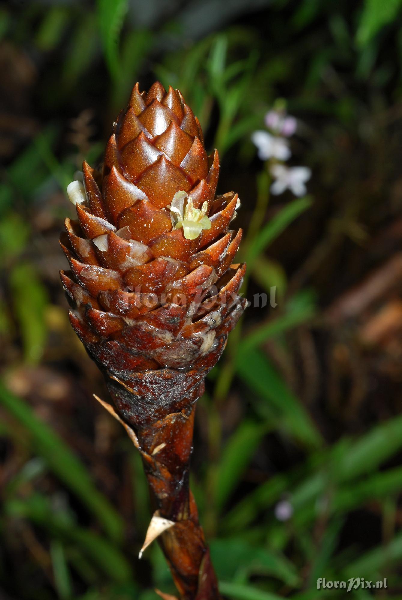 Guzmania coriostachya