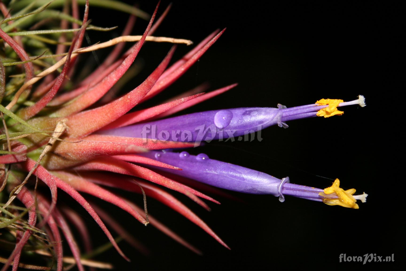 Tillandsia ionantha