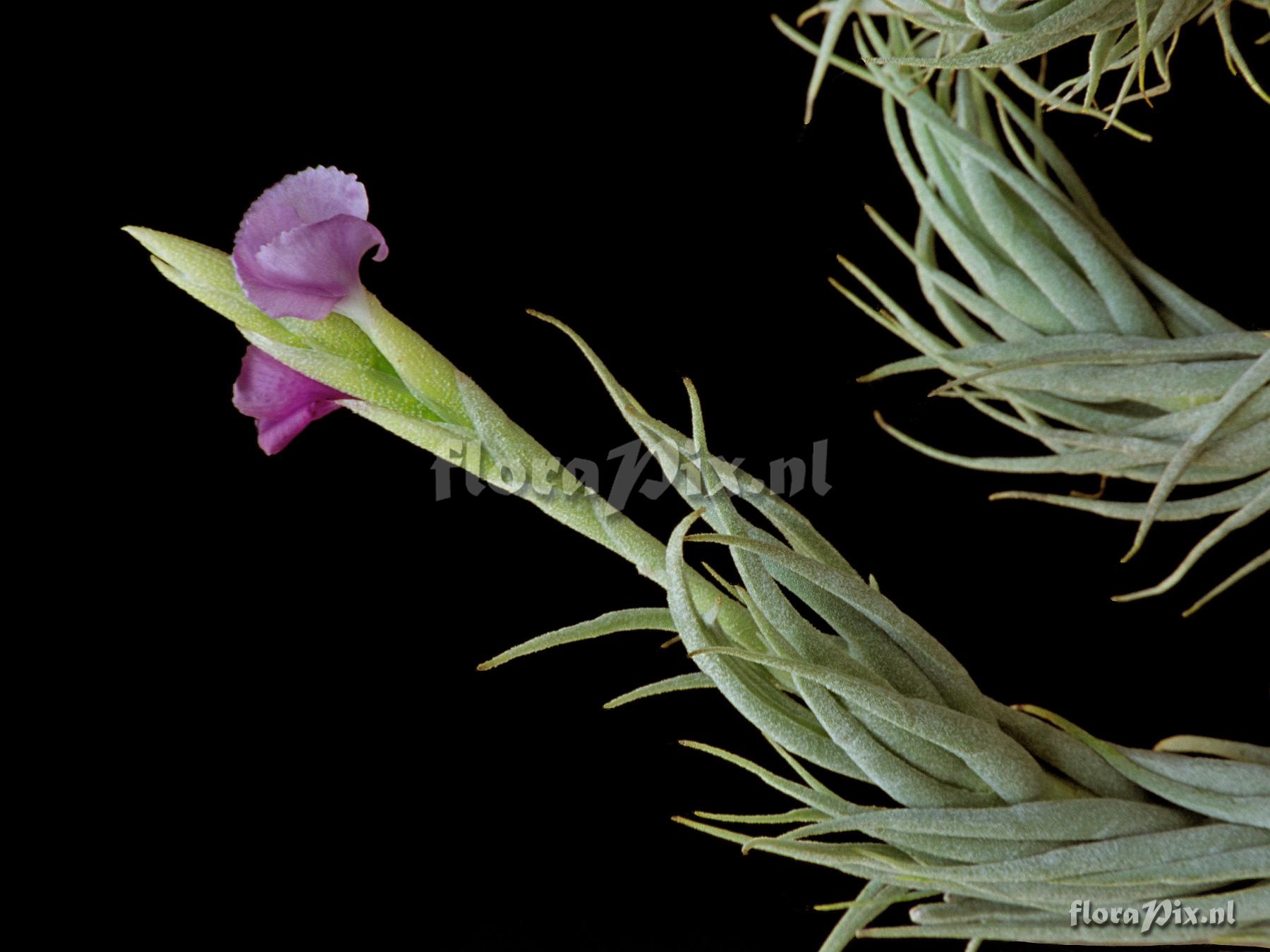 Tillandsia kirschneckii