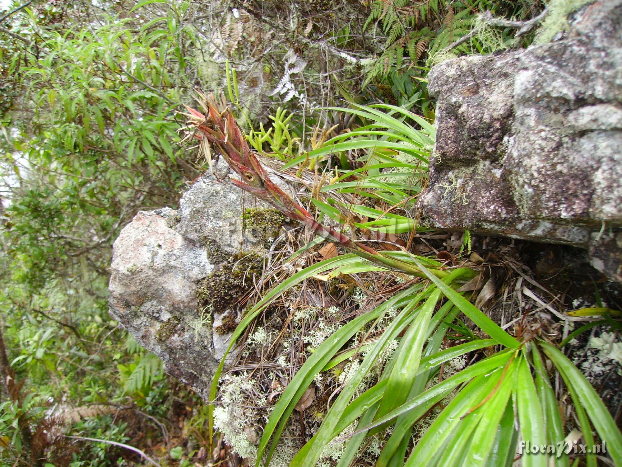 Pitcairnia calderonii