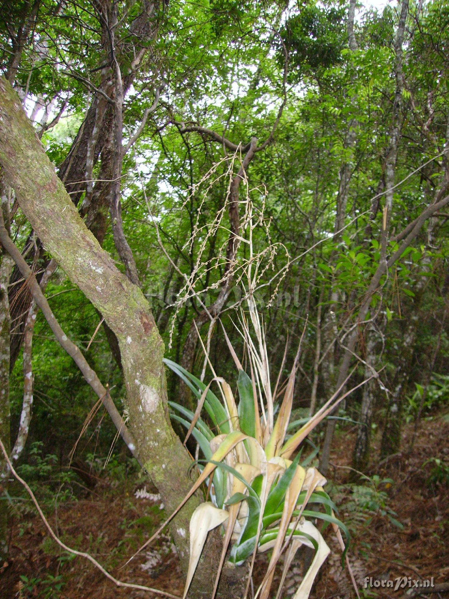 Catopsis paniculata