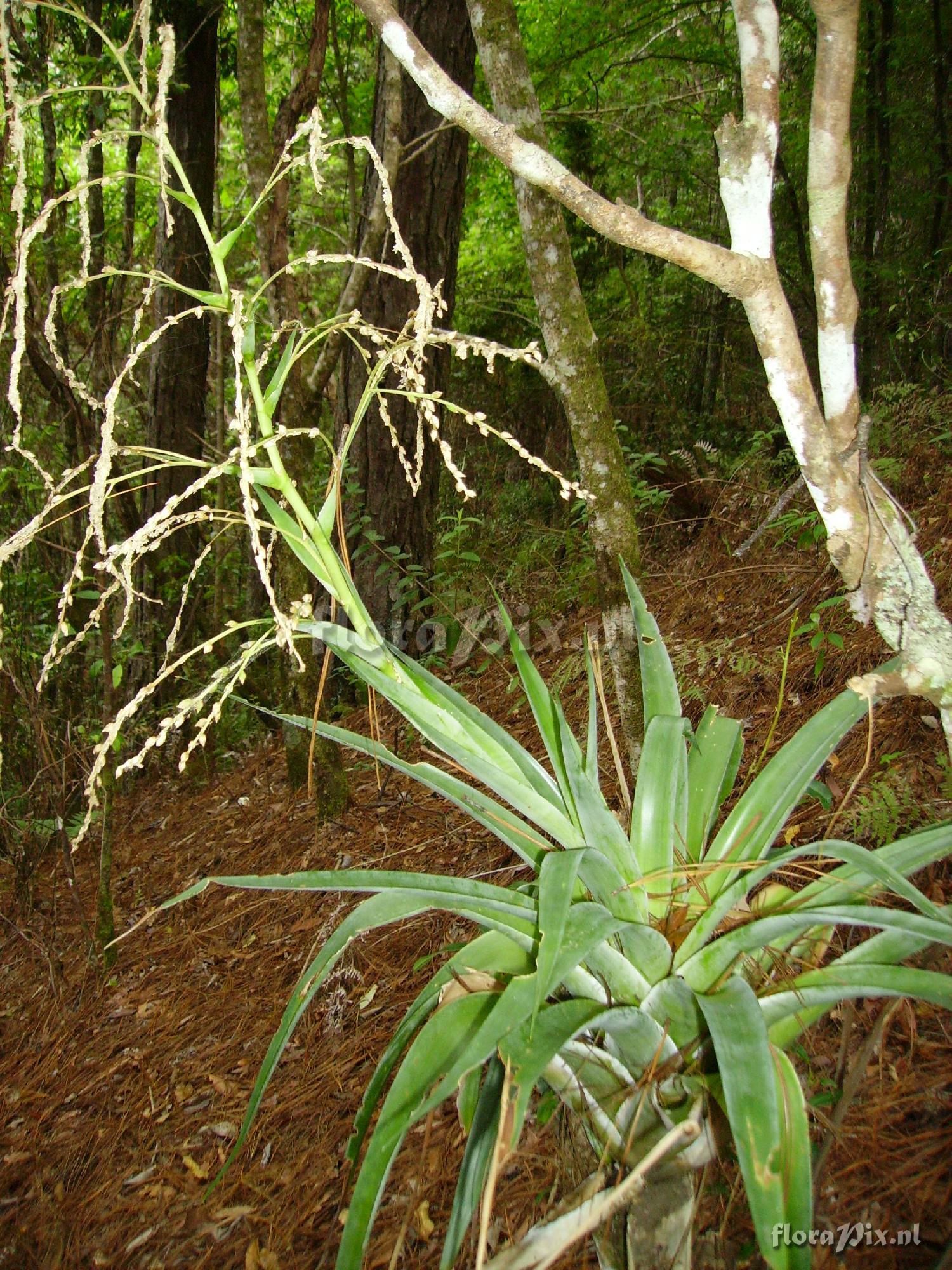 Catopsis paniculata