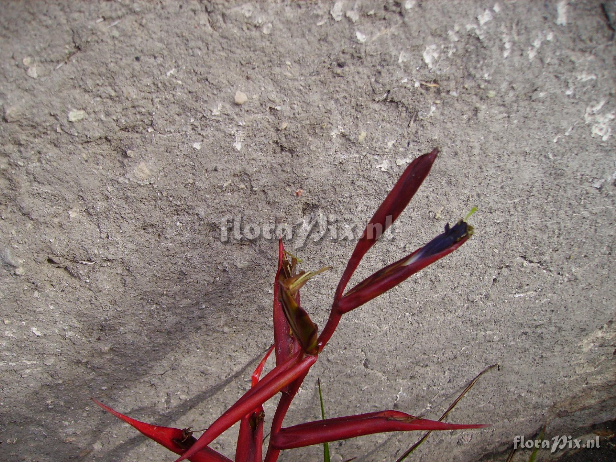 Tillandsia orogenes