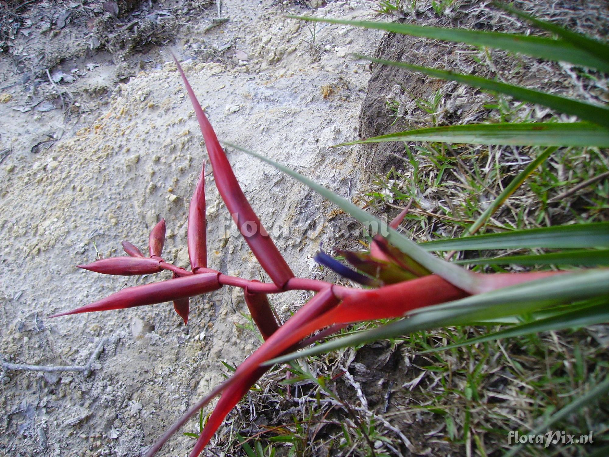 Tillandsia orogenes