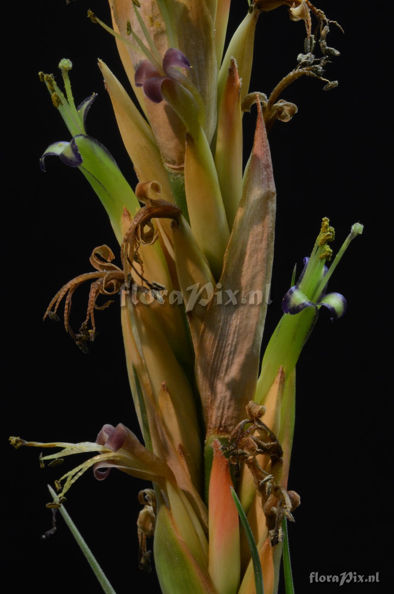 Tillandsia olmosana var. pachamamae 