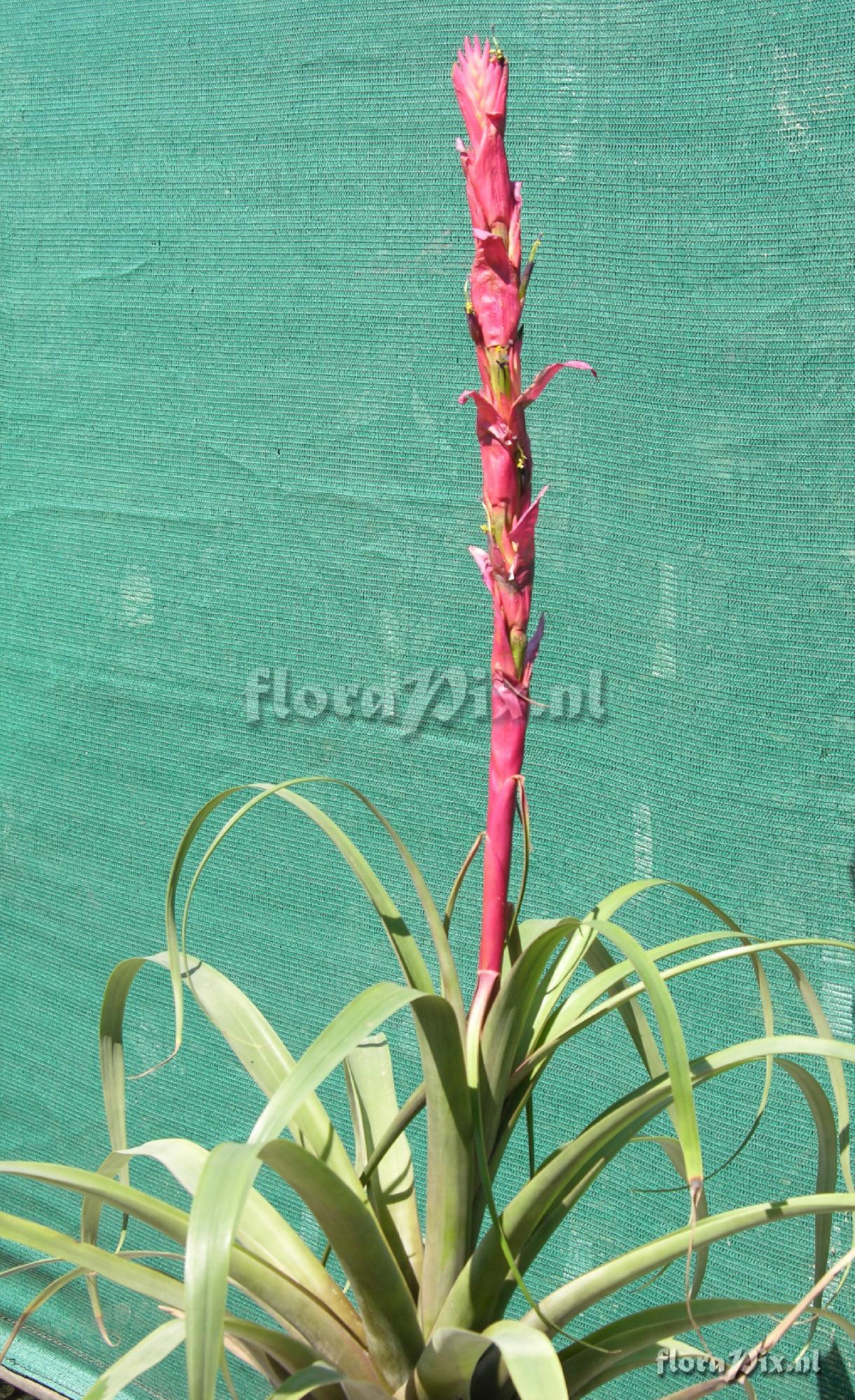 Tillandsia porphyrocraspeda