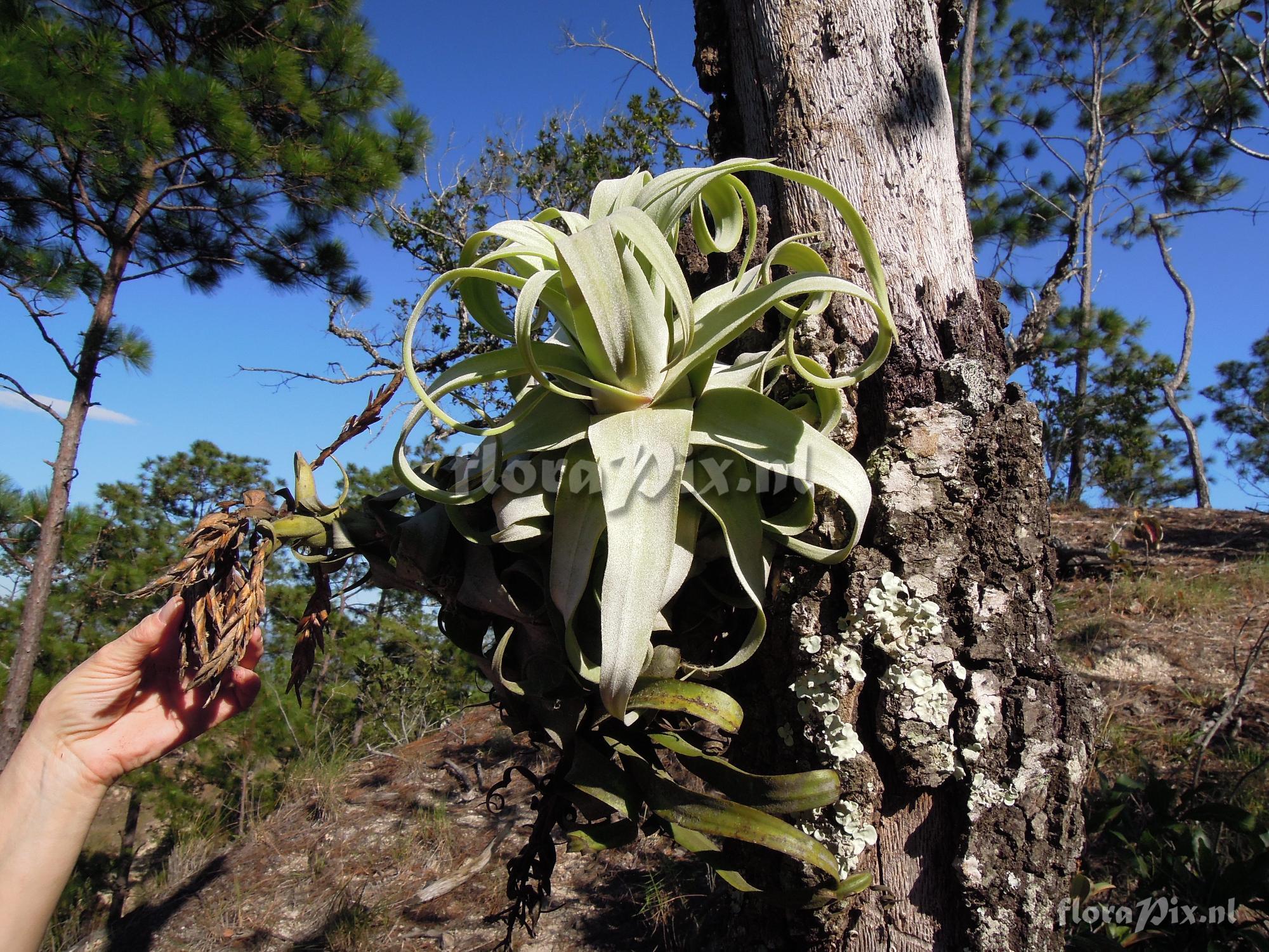 Tillandsia streptophylla