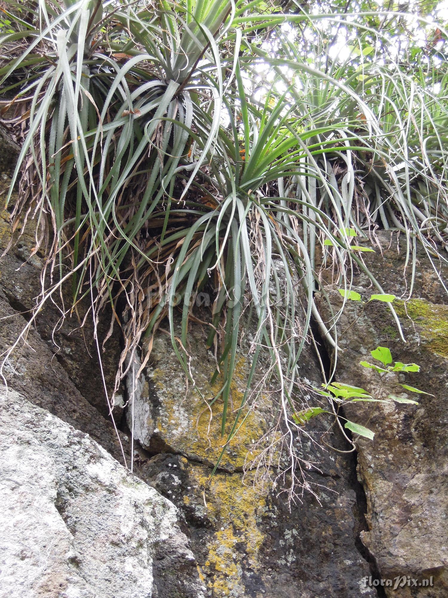 Hechtia guatemalensis