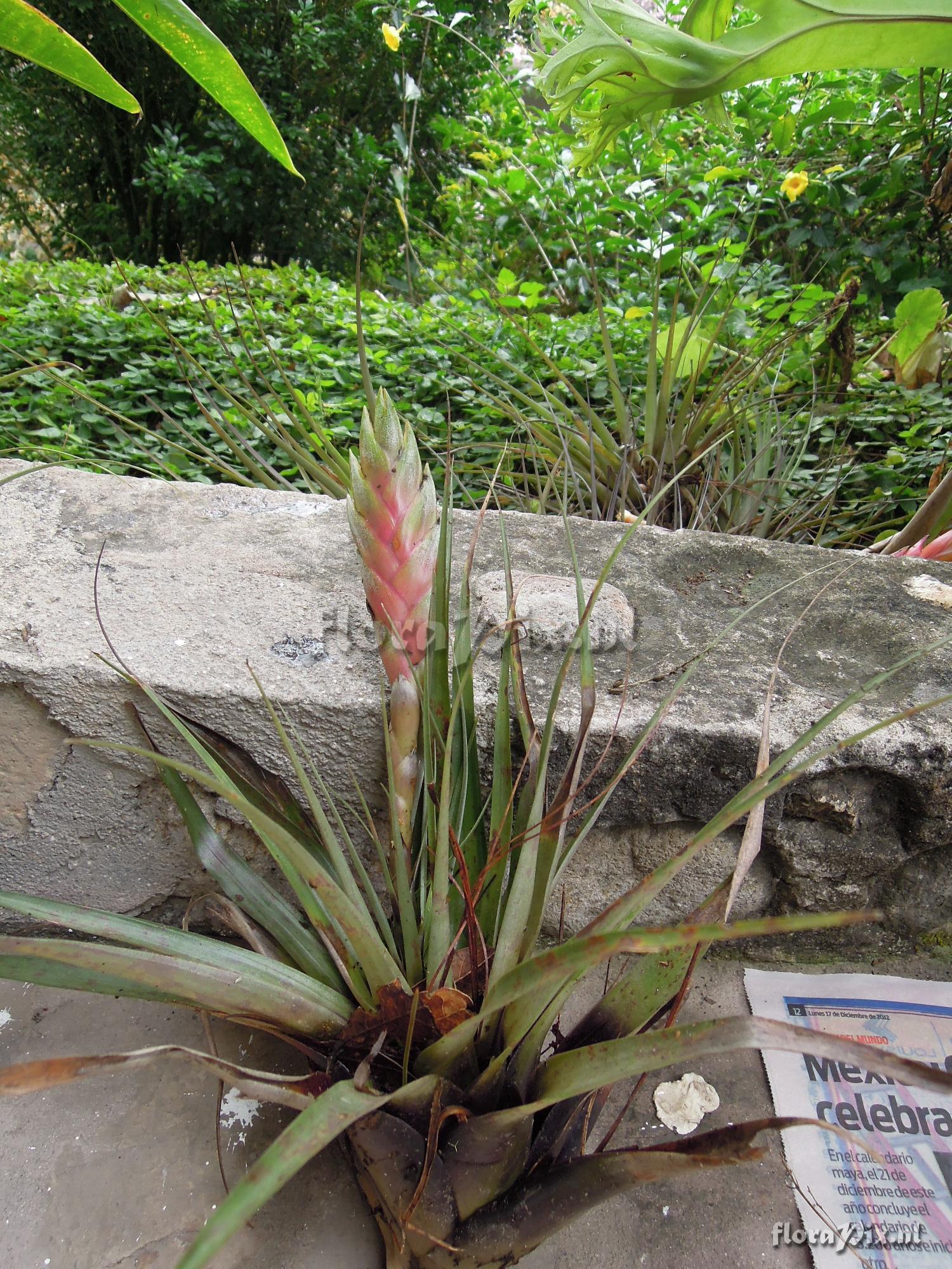 Tillandsia lampropoda