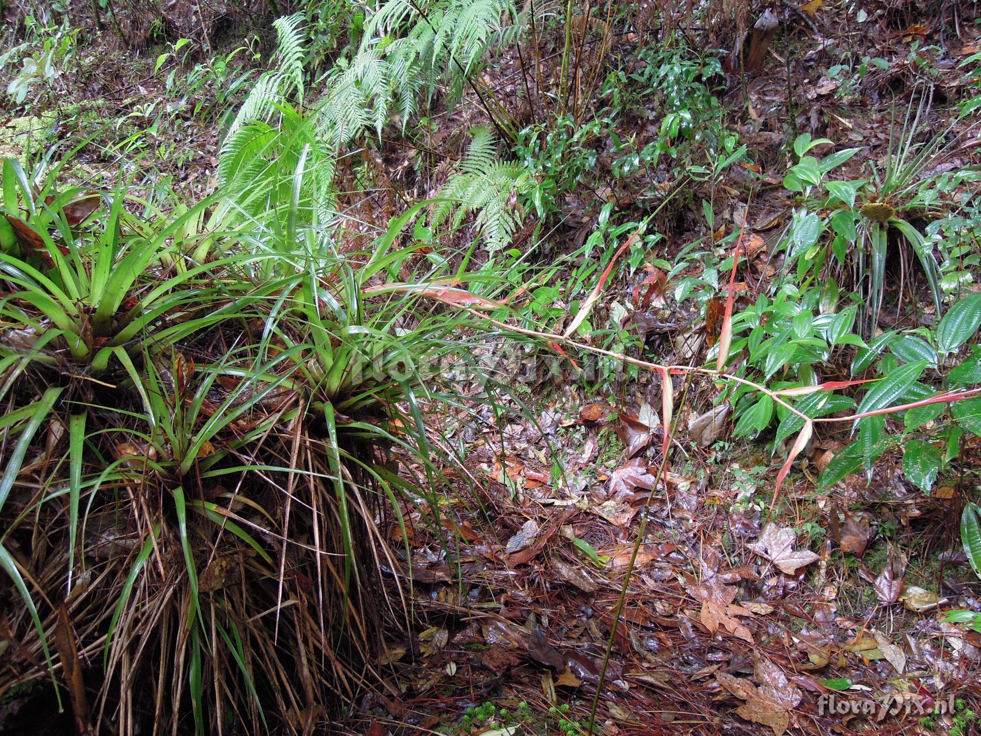 Tillandsia standleyi