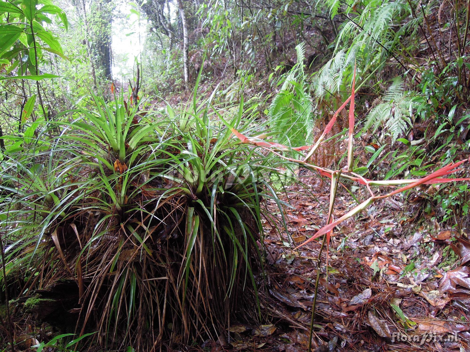 Tillandsia standleyi