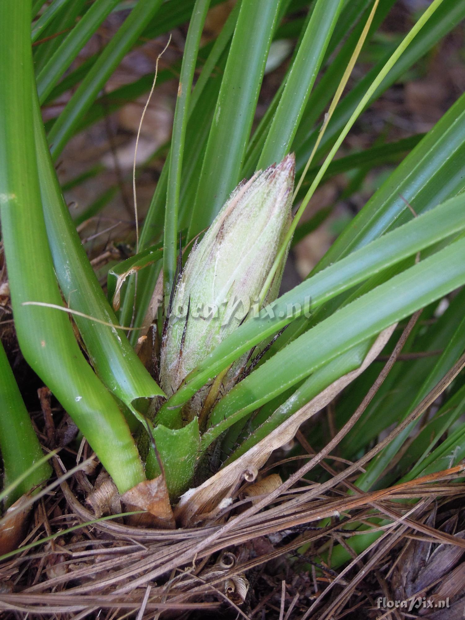 Pitcairnia heterophylla