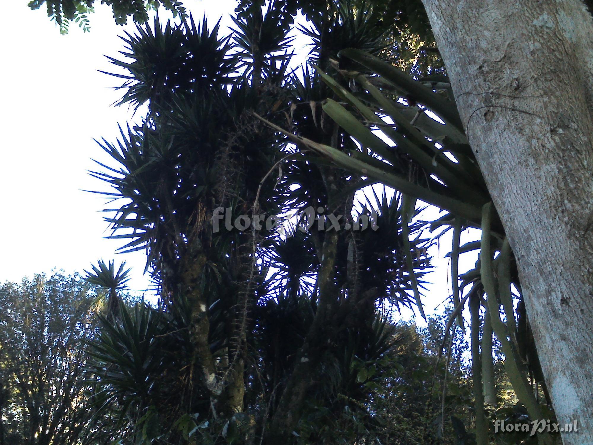 Aechmea bracteata